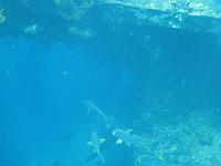 trip_bali 278